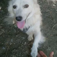 فروشی|سگ|جیرفت, |دیوار