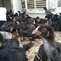 جوجه مرغ خروس اردک