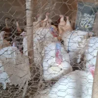 بوقلمون رسمی