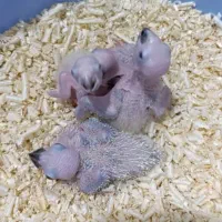 جوجه طوطی سرلاکی