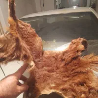 فروش پوست بز