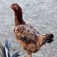 تخم مرغ نطفه دارلاری|حیوانات مزرعه|رباط‌کریم, شترخوار|دیوار