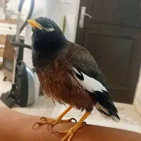 مرغ مینا سخنگو