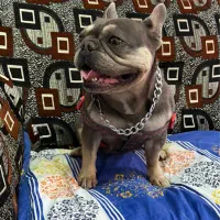 فرنچ بولداگ