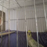 جفت عروس هلندی یکی بخر دوتا ببر