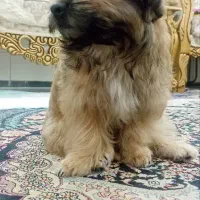 سگ شیتزوپامر با وسایل