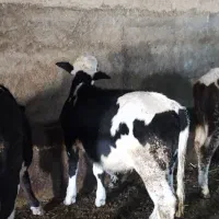 فروش گوساله سمینتال