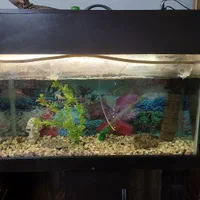 اکواریم|ماهی|قرچک, زیبا شهر|دیوار