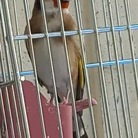 سهره نرشلاقی و شلوسفت