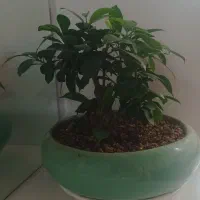 گیاه بنسای|گل و گیاه طبیعی|مشهد, شهرک امام هادی (شهرک غرب)|دیوار