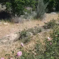 باغ-ثمری-3هکتاری-میکند