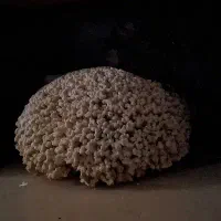 سنگ مرجانی دریایی قیمتی