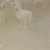 یک عدد شک ورن با یک کاور|حیوانات مزرعه|دهلران, |دیوار