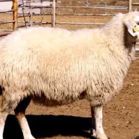 ۴ عددبره نر چاق یک ساله