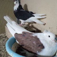 یه جفت پشتار آس