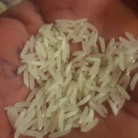 برنج فجر سوزنی