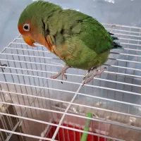 طوطی کوتوله