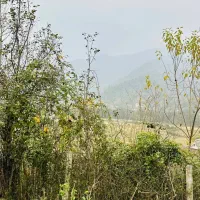 زمین-296-متری-ویو-دار-سیاهمزگی-شفت