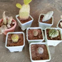 کاکتوس|زیورآلات و اکسسوری|سرپل ذهاب, |دیوار