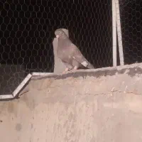 کبوتر|پرنده|شیراز, ارم|دیوار