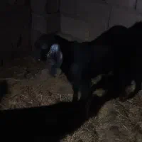 فروش دو عدد تروشت|حیوانات مزرعه|بمپور, |دیوار