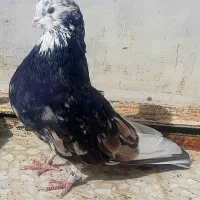 هما سرور پرشی معاوضه با سرور فقط
