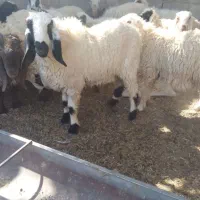 یه بره نر مری و یه ماده مری