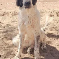 توله سگ ماده اصیل|سگ|چنارود, |دیوار