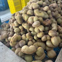 کیوی دوقلو برای عراق|عمدهفروشی|قصرشیرین, |دیوار