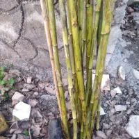 فروش لوله چوبی برای طراحی و ... .|کلکسیون و سرگرمی|لنگرود, |دیوار