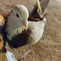 کفتر شازده ماده