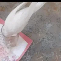 عروس هلندی آلبینو|پرنده|چهاردانگه (تهران), |دیوار