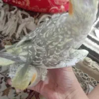 عروس هلندی زیبا|پرنده|گالیکش, |دیوار