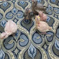 جوجه عروس هلندی کم یاب