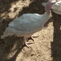 بوقلمون بیوتی۶