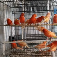 قناری|پرنده|اهواز, بهارستان|دیوار