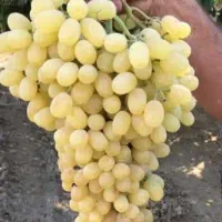 انگور کشمشی