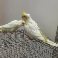 عروس هلندی جوجه|پرنده|فلاورجان, |دیوار