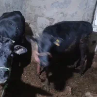 دو گوساله ماده