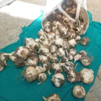 موسیر وحشی تازه