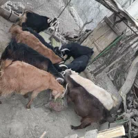 بز حیوانی|حیوانات مزرعه|چاروسا, |دیوار