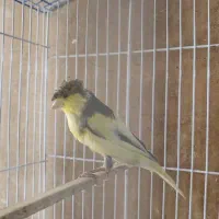 قناری گلاستر نر