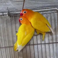 جفت کوتوله مولد