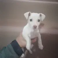 سگ جیبی زرنگ بازیگوش