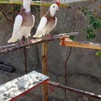 کبوتر طوقی|پرنده|ساوه, |دیوار