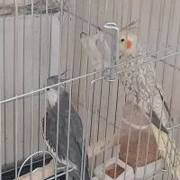 عروس هلندی مولد