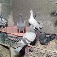 کبوتر پلاکی چند نژاد خوب کسی خواست درخدمتم|پرنده|منوجان, |دیوار