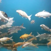 ماهی کوی|ماهی|قزوین, |دیوار