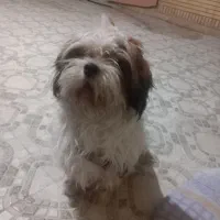 سگ خانگی شیتزو