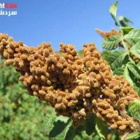 سماق  درجه یک سردشت